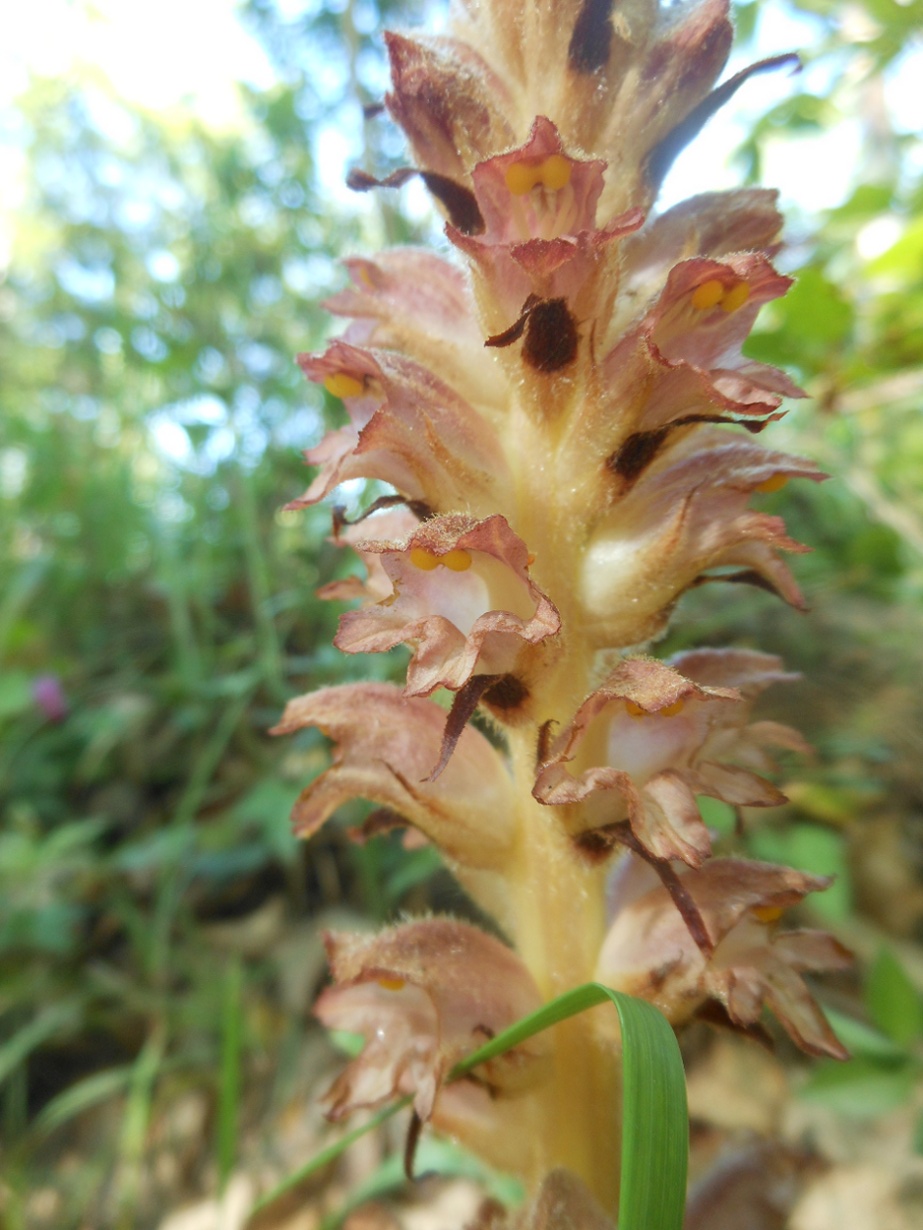 Orobanche rapum-genistae / Succiamele delle ginestre